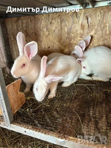 Зайци за месо и разплод, снимка 2 - Други - 50191126