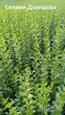 Лигуструм на корен, снимка 14 - Градински цветя и растения - 52515719