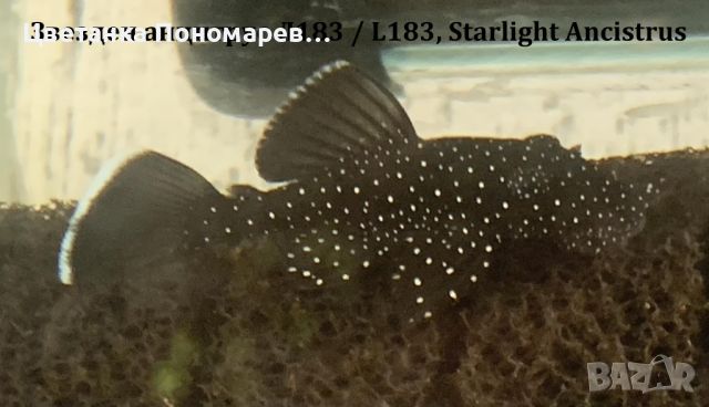 Звезден анцитрус Л183 / L183, Starlight Ancistrus, снимка 2 - Рибки - 46548997