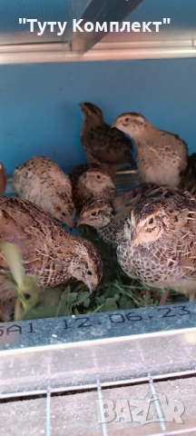 Продавам оплодени пъдпъдъчи яйца за люпене 