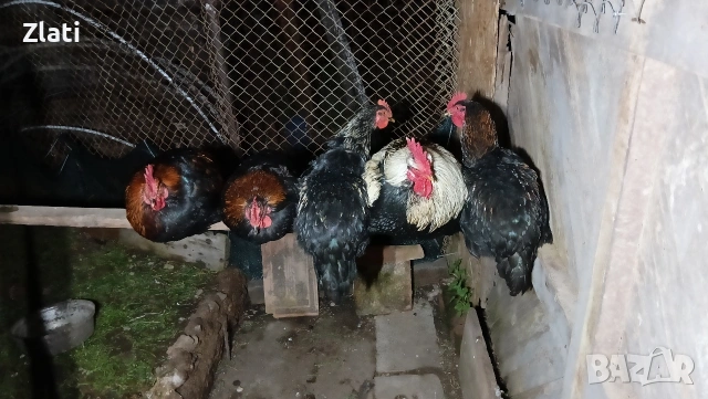 Петли Петлета , снимка 2 - Кокошки и пуйки - 53774152