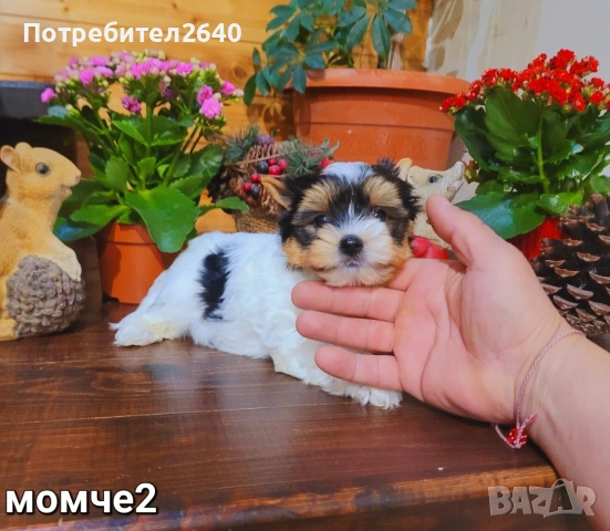 Бивер Йоркширски териер-бивър, снимка 6 - Йоркширски териер - 53761982