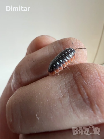 Armadillidium Klugii “Montenegro” изоподи