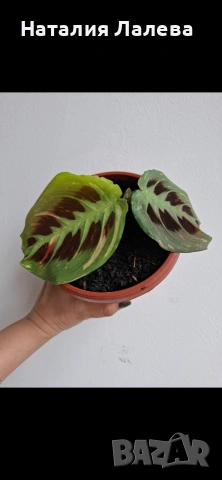 Маранта вариегата, Maranta Kerchoveana Variegata