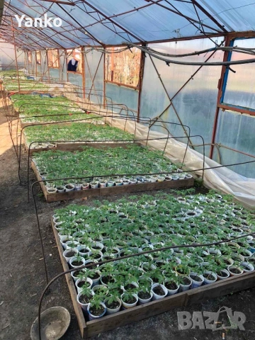 Продавам раздад за домати и краставици, снимка 4 - Разсади - 54048617