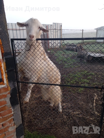 Млад пръч за клане