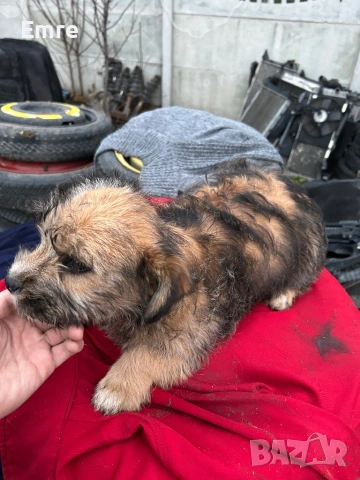 Обикновени Болонки