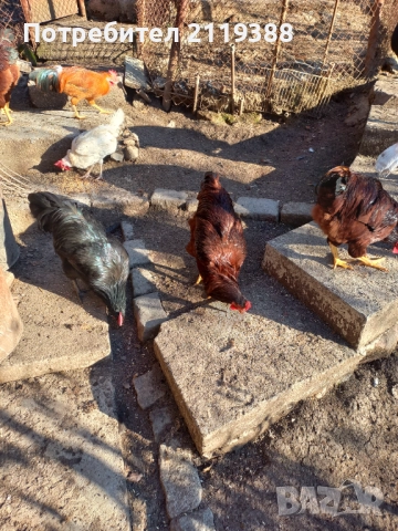 Петлета Родайланд,Австралорп и Ню Хемпшир , снимка 3 - Кокошки и пуйки - 52678724