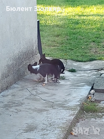 Мини чихуахуа , снимка 7 - Чихуахуа - 53602754