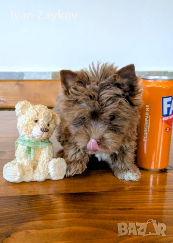 Продавам мини-йорки шоколадово мерле момиче