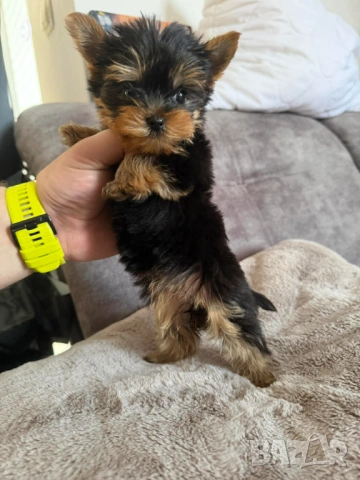 Мини Йоркширски териер Актуално от 30.1.2026, снимка 3 - Йоркширски териер - 53277514