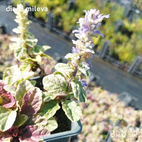 АЮГА ПЪСТРОЛИСТНА, Ajuga ‘Burgundy Glow’, студоустойчива, почвопокривна, снимка 9 - Градински цветя и растения - 46793376