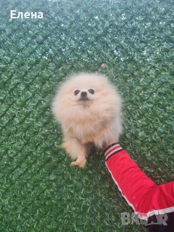 Две женски померанки, снимка 5 - Померан - 54101163