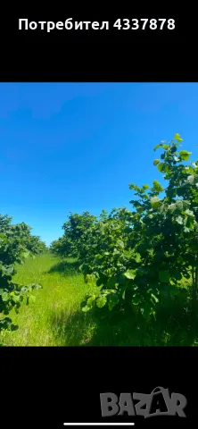 "Свежи Лешници – Сладки и Пълни с Вкус!" 🐿️✨Безплатна доставка в цяла страна!, снимка 8 - Домашни продукти - 48951250