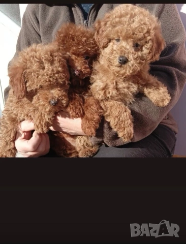 Той Пудел Мини Пудел