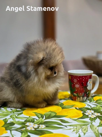 Померан шоко тан мерле, мини момче !, снимка 2 - Померан - 53685715