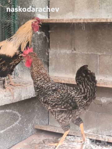 Продавам петли за клане за Петльовден или за разплод, снимка 9 - Кокошки и пуйки - 53021356