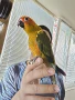Папагали Слънчева Аратинга, снимка 2
