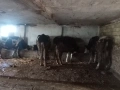 Продавам крави и теле, снимка 2