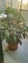 Продавам градински храсти Аукуба - различни по големина, снимка 2