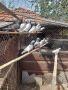 Продавам пакистански гълъби, снимка 2