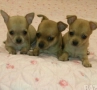 Продавам мини пинчери, снимка 15
