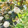 Физокарпус Диабло, Physocarpus Opulifolius Diablo, снимка 6