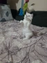 Шотландски/британски сребърни чинчили , снимка 3