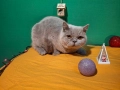 Британски бежови късокосмести котенца, снимка 1