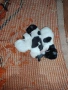 кученца джак ръсел териер , снимка 2