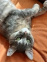 Подарявам котка, Синьо Таби, женска, кастрирана , снимка 3