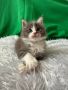 Продавам котета Мейн куун , снимка 1 - Мейн кун - 45823667