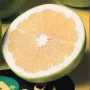 Грейпфрут сорт Марш Сийдлес, снимка 4