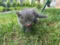 Британска късокосместа котка, снимка 1