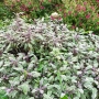 Шарена Салвия, Salvia officinalis, многогодишна, снимка 1