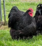 Продавам черен Орпингтон. , снимка 3