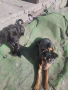 Продавам 2 Кучета , снимка 2