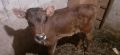 Месодайно мъжко теленце на 45 дни, снимка 1 - Крави - 45331843