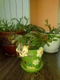  Коледничета розови+керамични саксии с подложки/цени в описанието , снимка 12
