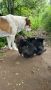 Кученце Кане Корсо Смеска с Алабай с Доставка 60лв, снимка 16