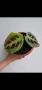 Маранта вариегата, Maranta Kerchoveana Variegata, снимка 1
