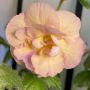 Achimenes Yellow english rose, снимка 1 - Стайни растения - 44912368