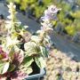 АЮГА ПЪСТРОЛИСТНА, Ajuga ‘Burgundy Glow’, студоустойчива, почвопокривна, снимка 9