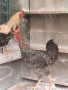 Продавам петли за клане за Петльовден или за разплод, снимка 9