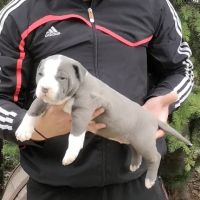 American Bully XL/Американско Були ХЛ , снимка 13 - Питбул - 45359291