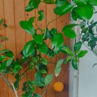 лимон,зелен лимон лайм,кумкуат, снимка 3 - Градински цветя и растения - 43271965