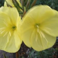 Вечерна иглика, снимка 1 - Градински цветя и растения - 45483250