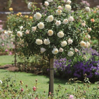 Щамбова роза , снимка 1 - Градински цветя и растения - 45031170