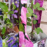 Клематис 4 цвята - многогодишно увивно цвете, снимка 4 - Градински цветя и растения - 45113664