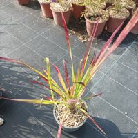 Imperata 'Red Baron', Декоративна трева, снимка 6 - Градински цветя и растения - 37058656